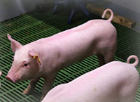 Pig Research Update – PigNoDock