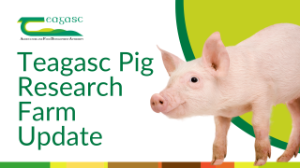 Teagasc Pig Research Farm performance in 2023