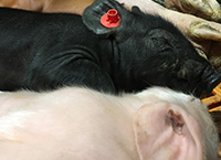 Pig Research Update – ZINCO
