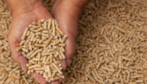 Trial Results: Crude Protein in Finisher Diets