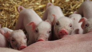 EU Partnership in Animal Health & Welfare