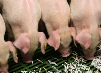 The Case for Split Sex Feeding Gilts and Boars