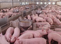 Teagasc Pig Research Facility Update – 16 July