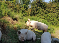 Calling all outdoor pig producers!