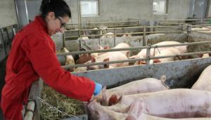Moving together towards raising pigs with intact tails
