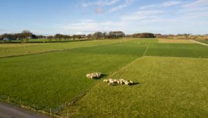 Can white clover inclusion lower sheep methane emissions?