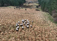 Watch: Pre-lambing nutrition in the first year of organic conversion