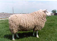 How to check the ram is fit for breeding