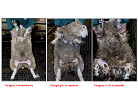 Clean Livestock policy – Sheep