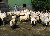 Focus on ewe body condition score sees lamb numbers up in West Cork