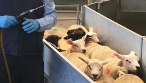 Time to consider weaning