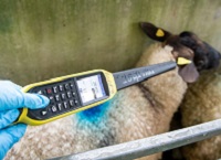 Tackling infectious lameness