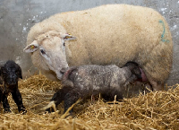 Actions for the new National Sheep Welfare Scheme revealed