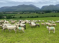 Performing BETTER on Tomas O’ Leary’s Farm