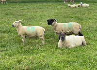 Is an animal’s scrapie genotype associated with performance?