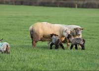 Meet the speakers at the Teagasc National Sheep Conferences