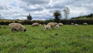 Looking back to move forward – time to review lambing performance