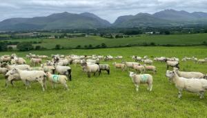 New Sheep Welfare Scheme Welcomed by Sheep Farmers