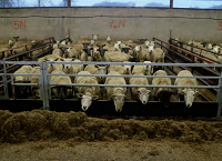 BETTER Farm Update: Getting feeding right