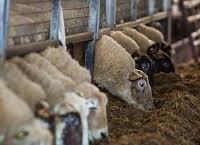 Timing critical for clostridial vaccinations