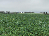Sheep grazing forage crops