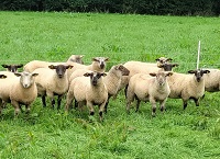 BETTER Sheep Farming with Francis Gonely