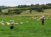 High Genetic Merit Belclare Sires Having the Desired Effect