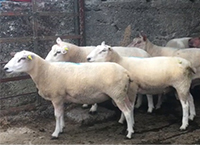 Sheep advice: Focus on body condition score and managing newcomers