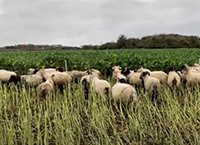 Achieving Maximum Utilisation of Forage Crops with Sheep