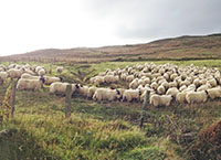 Checking condition of Hill ewes