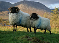 Preparing for lowland and hill flock mating