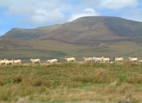 Agenda set for Teagasc National Hill Sheep Conference