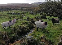 Maximise your sheep farm’s potential with the BETTER Farm Sheep Programme