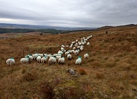 Putting hill farms on a sustainable path to the future