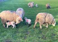 Meet Teagasc BETTER Farm Sheep Programme Participant – Kevin Carey