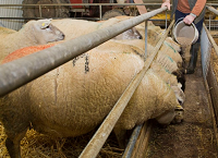 Understanding your ewe ration energy rating