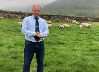 External parasite control in hill sheep