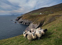An overview of the ACRES Kerry / West Cork co-operation