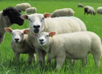Ewe Replacements – beware of selling the family silver