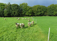 Drafting well under way in Co. Louth