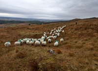 Paul Boyle Teagasc BETTER Farm Sheep Programme Participant