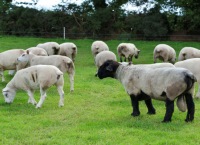Mating management – the success or failure of next year’s lamb crop