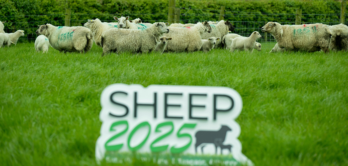 Gearing up for Sheep 2025 - What to expect
