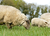 Deadline approaching for National Sheep Welfare Scheme