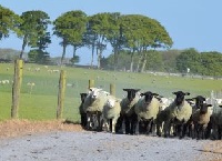 Blowfly Control in Sheep