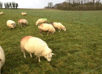 How to check the ewe is fit for breeding