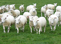 A guide to maximising the value of your wool