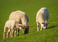 Maximising lamb performance