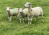 Quality grass now will reduce meal required to finish lambs