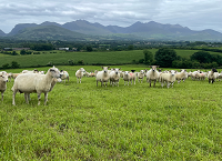A Decade of Growth and Learning on the O’Leary Family Farm